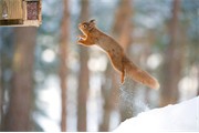 Red Squirrel Sciurus vulgaris leaping from snow covered log onto bird feeder. Scotland. January.