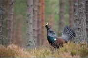 Capercaillie Tetrao urogallus adult male displaying in pine forest. Cairngorms National Park. April 2009.