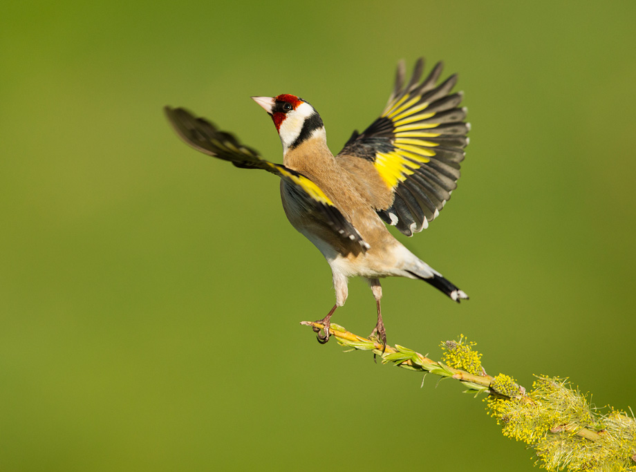Goldfinch (Carduelis carduelis) adult taking off from perch