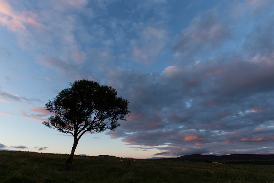 Birch tree (Betula pendula) silhouetted at dusk, Cairngorms National Park, Scotland