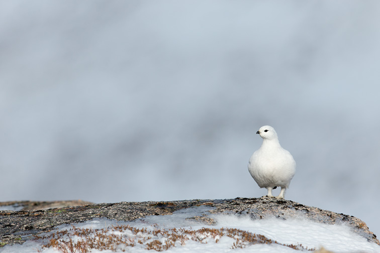 Ptarmigan (Lagopus mutus) in white winter plumage perched on rock