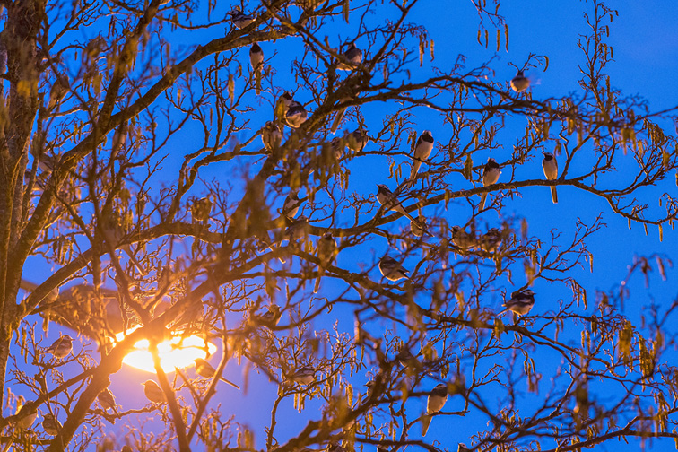 Pied Wagtail (Motacilla alba yarrellii) flock roosting in tree illumintaed by street light
