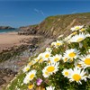 Oxeye daisies on grassy cliffs above Marloes Sands, Pembrookshire Coast National Park, Wales, UK