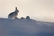 Mountain hare Lepus timidus in winter pelage (coat). Grampian mountains, Scotland. January.