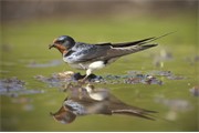 Barn Swallow - Hirundo rustica - adult collecting mud for nest building. Scotland. May 2007.
