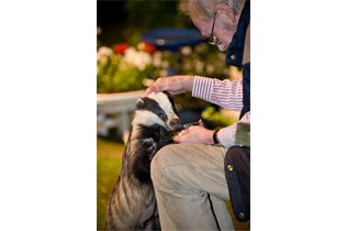 Man (Mike Towler) hand feeding wild badger in garden. Kent, UK, May 2009.