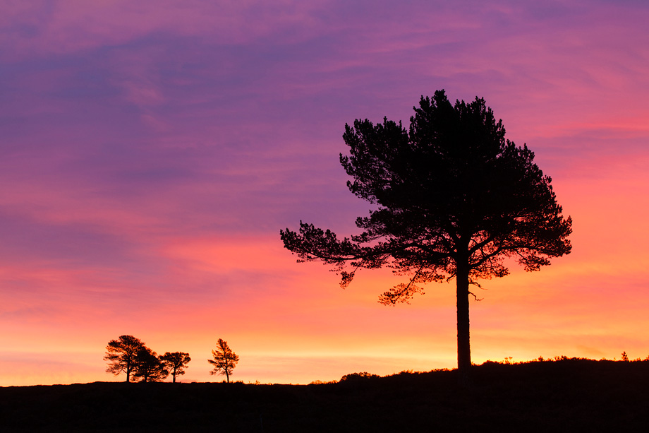 Scot's Pine (Pinus sylvestris) silhouetted at dawn, Cairngorms National Park, Scotland