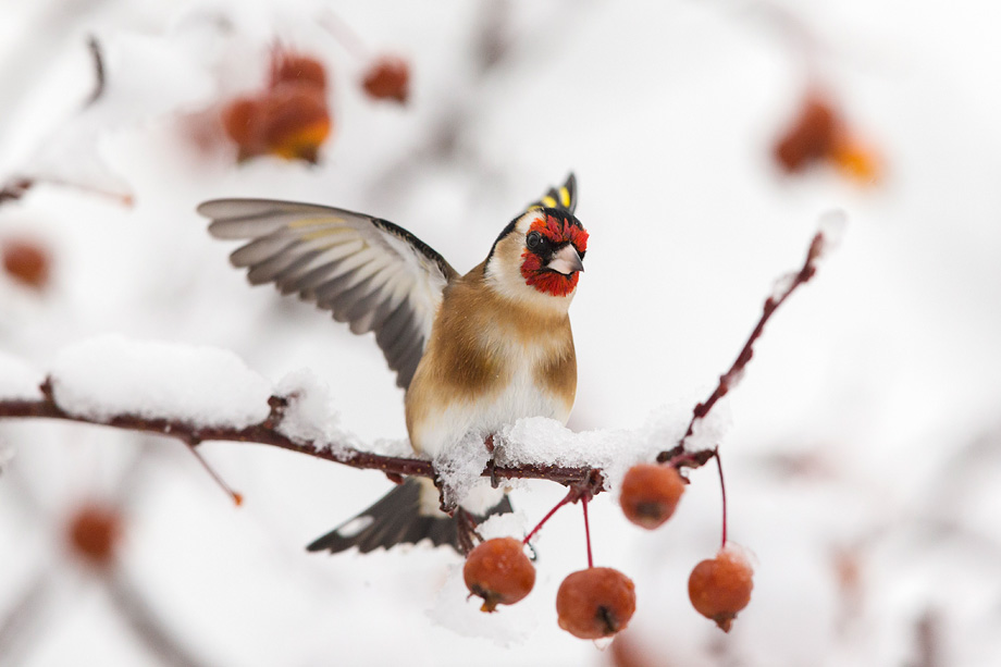 Goldfinch (Caeduelisa carduelis) landing on perch in snow