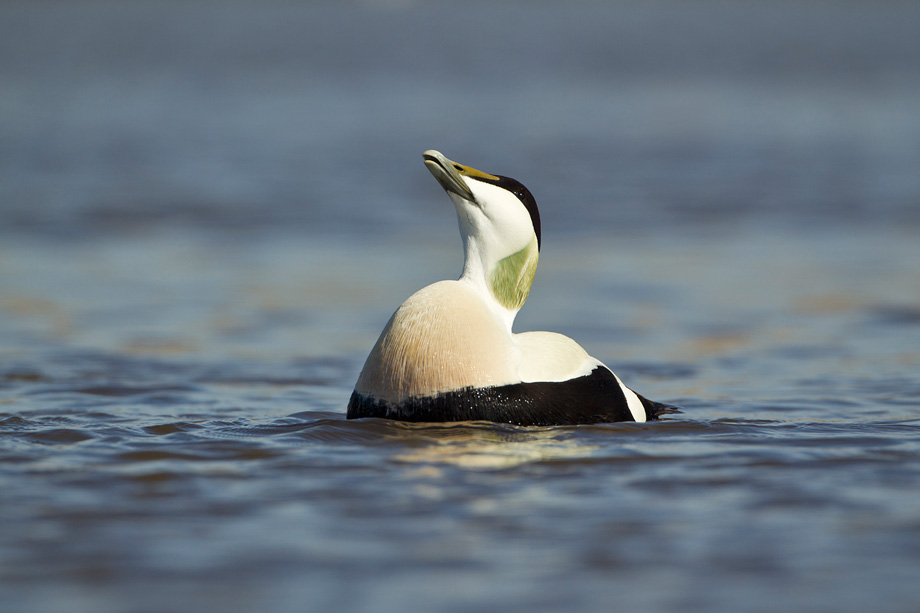 Eider (Somateria mollissima) adult male in spring plumage displaying as part of breeding courtship