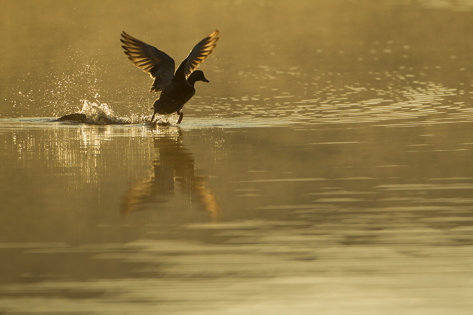 Mallard (Anas platyrhynchos) taking off across water at sunrise, Scotland, UK