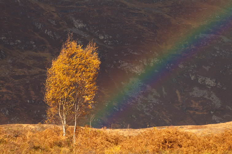 Silver birch (Betula pendula) and rainbow in autumn,  Creag Meagaidh NNR, Scotland, UK