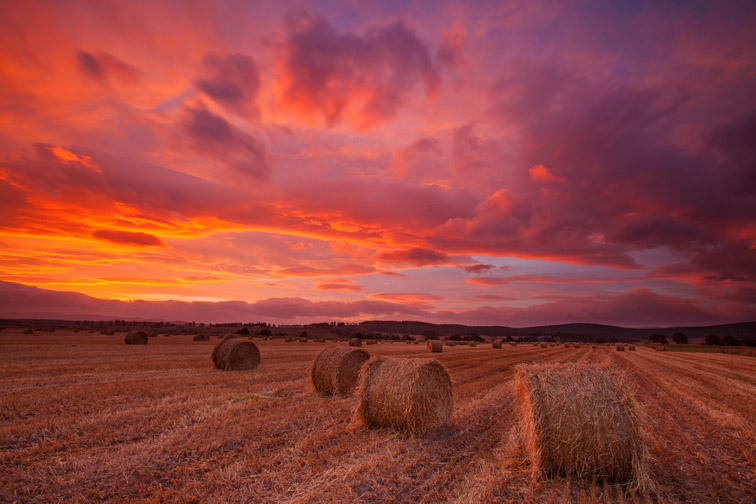 Bales of straw at dawn, Spey Valley, Cairngorms Nattional Park, Scotland, UK, October