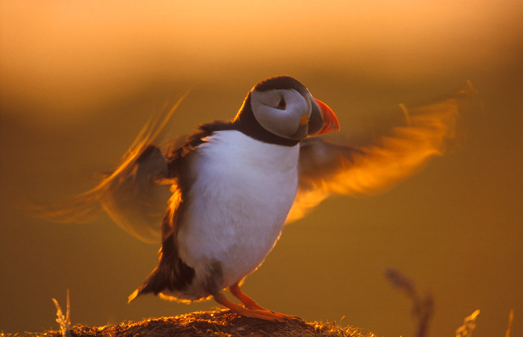 Atlantic Puffin (Fratercula arctica) adult flapping wings in late evening light. Outer Hebrides. Scotland.