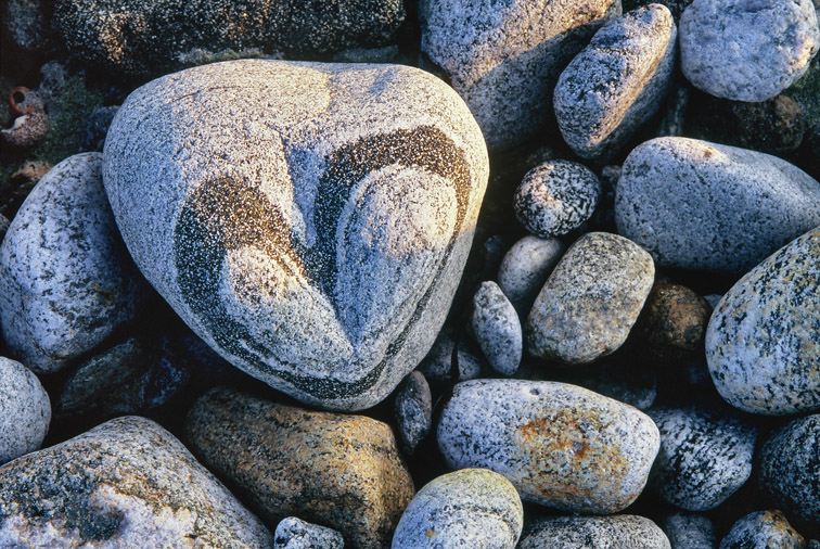 Heart-shaped pebble on beach. South Uist, Scotland, May.