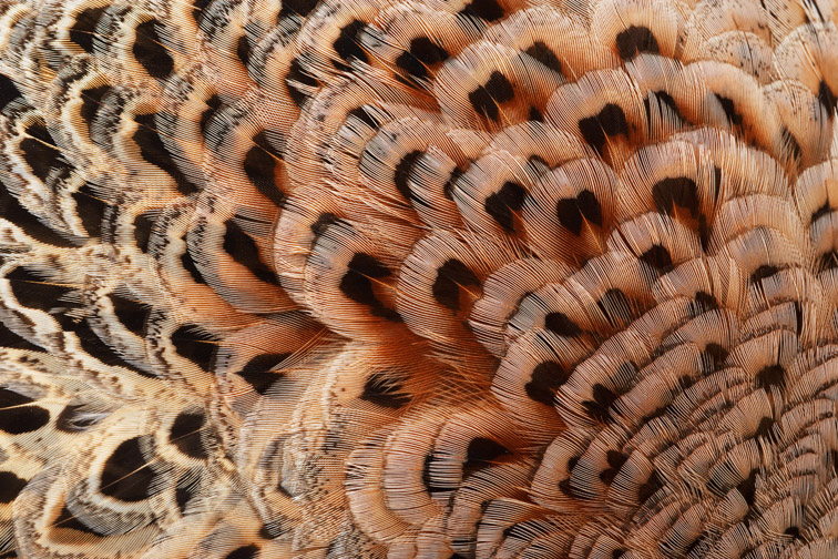 Pheasant - Phasianus colchicus - close-up of plumage of female. Scotland. April 2006. 