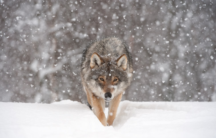 European wolf (Canis lupus) walking towards camera in falling snow (taken in controlled conditions). Norway, March 2009.