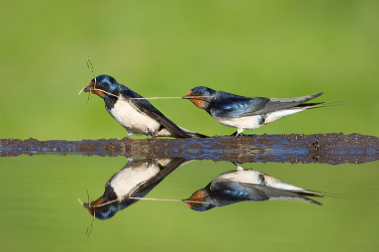 Swallow Hirundo rustica collecting mud for nest building. Scotland. May
