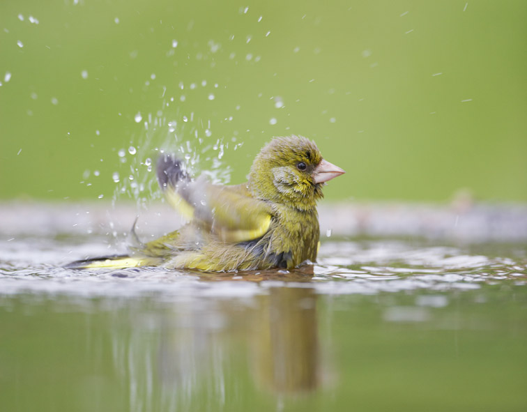 Greenfinch Carduelis chloris adult male bathing in garden pond. Scotland. May 2008.
