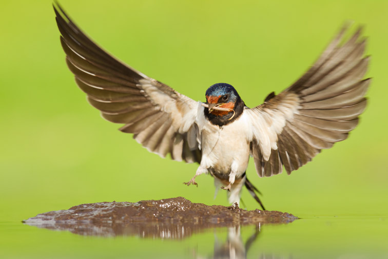 Barn swallow (Hirundo rustica) alighting at pool to collect mud for nest building, Inverness-shire, Scotland, June