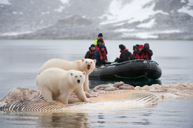 Polar bear (Thalarctos maritimus) tourists in Zodiac wacthing bears feeding on whale carcass. Spitsbergen. September 2009.