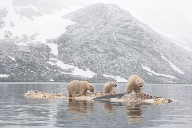 Polar bear Thalarctos maritimus three bears feeding on whale carcass, Spitsbergen. September 2009.