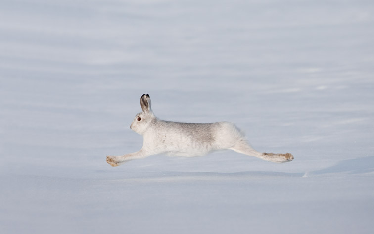 Mountain hare (Lepus timidus) in winter pelage, running across snow. Scotland. January 2010.
