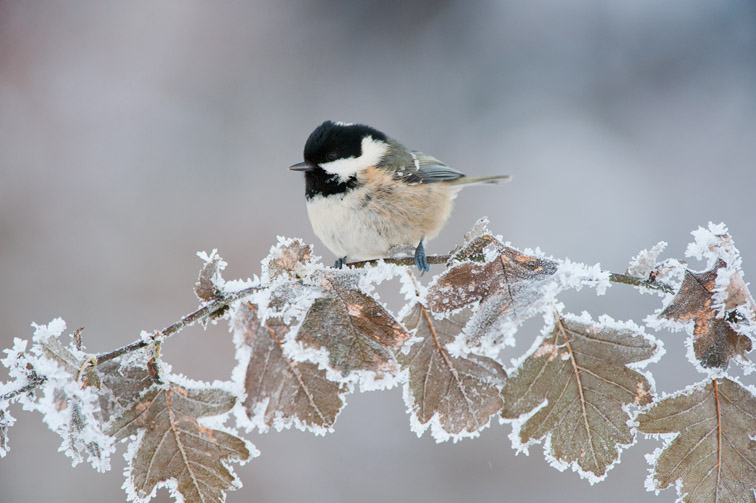 Coal tit (Parus ater) adult perched in winter, Scotland, UK