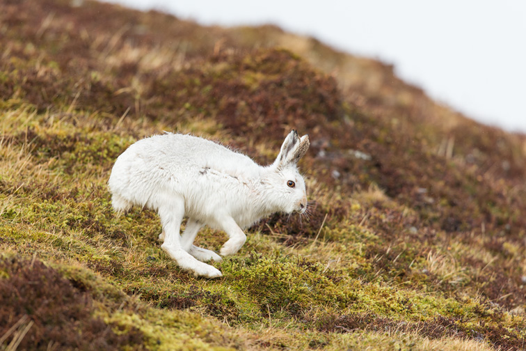 Mountain Hare (Lepus timidus) adult in white winter coat running across moor