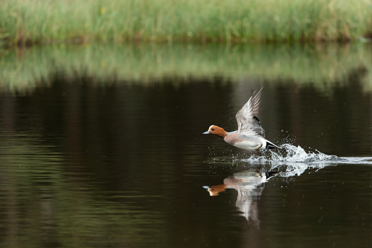 Wigeon (Anas penelope) adult male taking off from water in wetland habitat