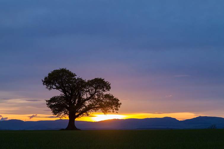 Isolated tree in field silhouetted at sunset, Scotland
