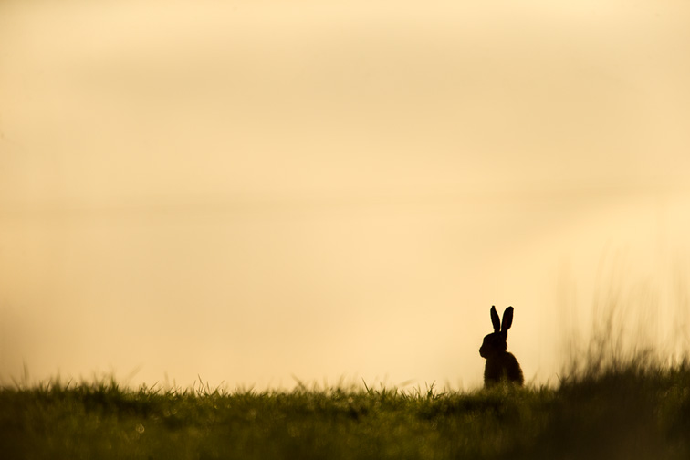 Brown Hare (Lepus capensis) silhouetted in field at sunrise