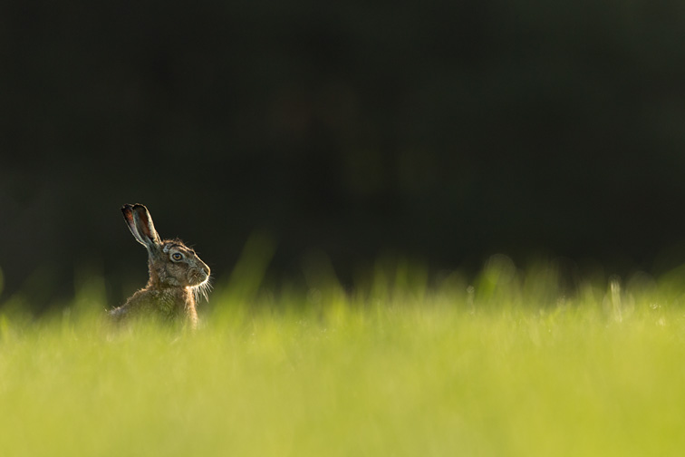 Brown Hare (Lepus capensis) sitting in field of fresh green grass