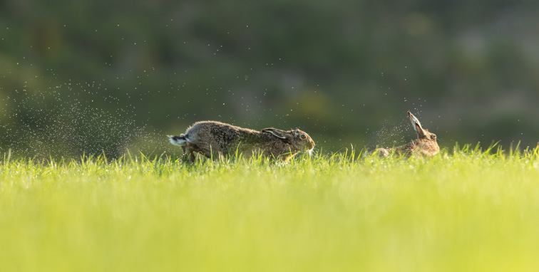 Brown Hare (Lepus capensis) male running through grass chasing rival male