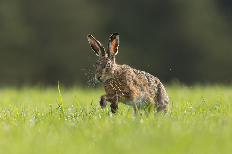 Brown Hare (Lepus capensis) running through field of grass