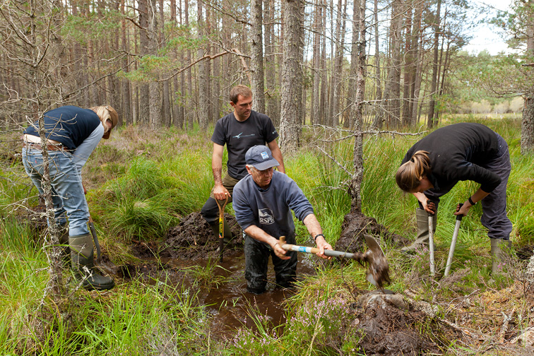RSPB staff and volunteers building a natural dam to create area of wet woodland, RSPB Abernethy Forest Reserve,  Cairngorms National Park, Scotland, UK (model released)
