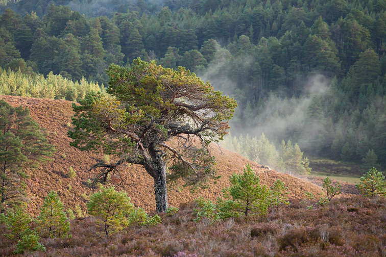 Scattered Scot's pines (Pinus sylvestris) on moorland, Abernethy NNR, Cairngorms National Park, Scotland, UK
