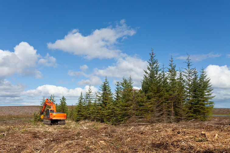 Removal of pine trees from area of peat bog as part of Forest to Bog habitat restoration project, Forsinard Flows RSPB Reserve, Sutherland, Scotland, UK