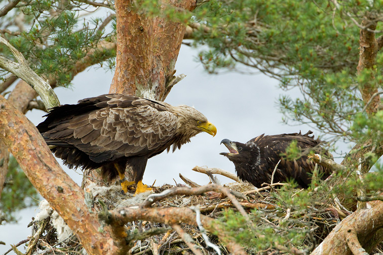 White-tailed eagle (Haliaeetus albicilla), adult feeding chick at nest, Wester Ross, Scotland, June