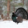 Western Capercaillie (Tetrao urogallus) male displaying in snow in pine forest