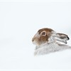 Mountain hare (Lepus timidus) close-up of adult in winter coat resting in snow