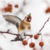 Goldfinch (Caeduelisa carduelis) landing on perch in snow