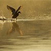 Mallard (Anas platyrhynchos) taking off across water at sunrise, Scotland, UK