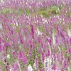 Foxglove Digitais purpurea flowers en masse blowing in wind. Scotland. July. 