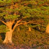 Scot's pine (Pinus sylvestris) in late evening light, Rothiemurchus Forest, Cairngorms National Park, Scotland, UK