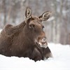 Moose (Alces alces) adult female led down in snow (taken in controlled conditions). Norway. March 2009.