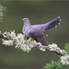 Cuckoo (Cuculus canorus) adult male perched on pine branch. Scotland.