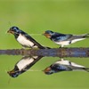 Swallow Hirundo rustica collecting mud for nest building. Scotland. May