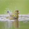 Greenfinch Carduelis chloris adult male bathing in garden pond. Scotland. May 2008.