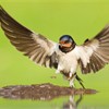 Barn swallow (Hirundo rustica) alighting at pool to collect mud for nest building, Inverness-shire, Scotland, June