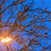 Pied Wagtail (Motacilla alba yarrellii) flock roosting in tree illumintaed by street light